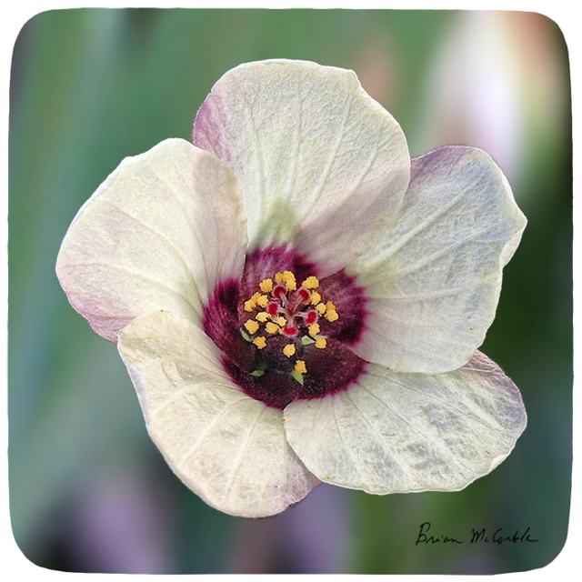 (image for) Flower of the Hour